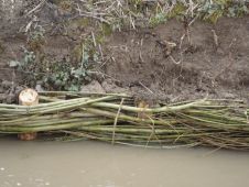 Tressage de saule